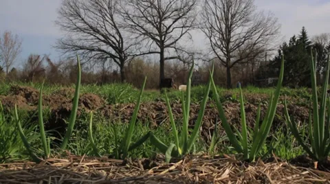 Community Garden Stock Footage 36789216