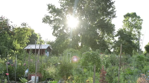 Community garden Stock Footage 147049029