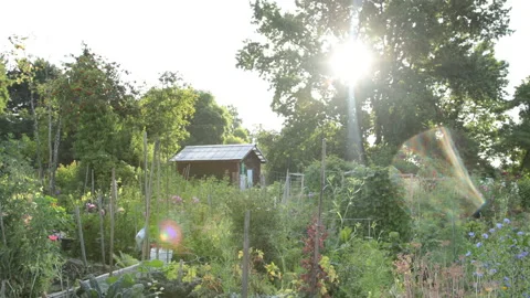 Community garden Stock Footage 147049071