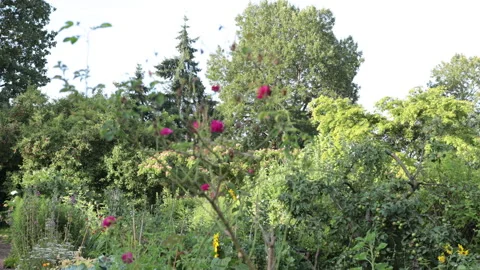 Community garden Stock Footage 147049108