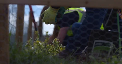 Community garden plot flower herb vegetable seed planting wire mesh Vídeos de archivo 109309198