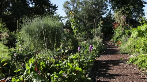 Community gardens Stock Footage 147049876