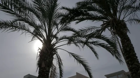 Community house with palm tree on foreground Stock Footage 127640958