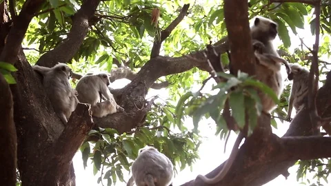 A community of Indian langur monkeys on a tree 스톡 동영상 102535528