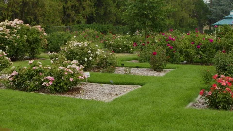 Community Rose Garden - Slow Camera Pan Stock Footage 137973733