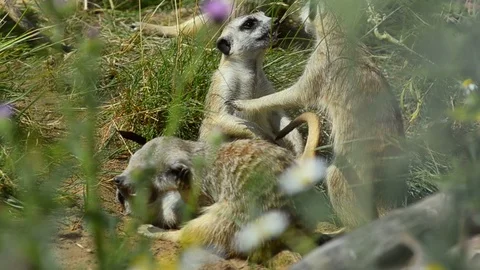 Community of suricates Stock Footage 90338361