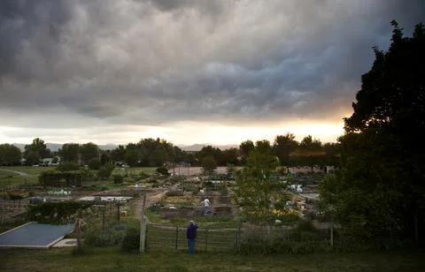 A community urban farming plot with in Denver, CO beneath dark storm clouds at Stock Photos