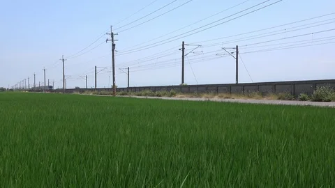 Commuter train over rice field Stock Footage 75599125