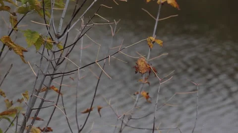 Commuter train on the river in autumn Video stock 48908028