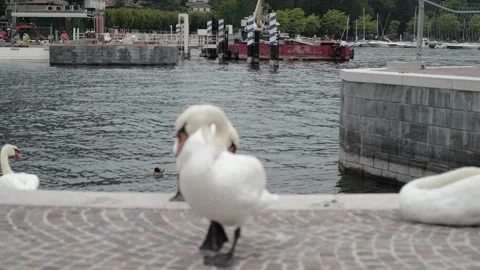 Como, Lombardy, Italy Stock Footage 290350287