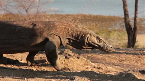 Comodo dragon 库存影片 58668592