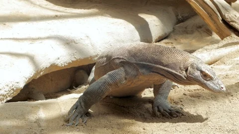 Comodo dragon Stock Footage 96024797