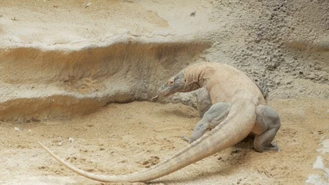 Comodo dragon Stock Footage 96024811