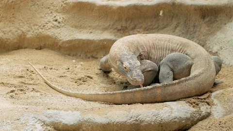 Comodo dragon Stock Footage 96024855