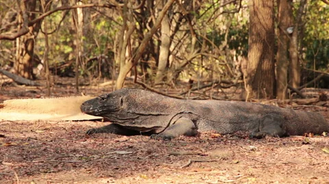 Comodo dragon looking around 库存影片 58668602