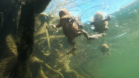 Comonn toad in amplex Video stock 154500803