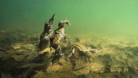 Comonn toad in amplex Stock-Footage 154500854