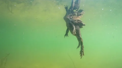 Comonn toad in amplex Stock-Footage 154500881