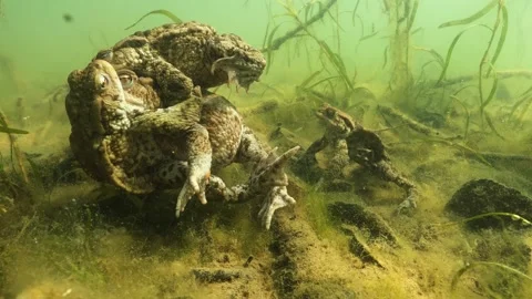 Comonn toad in amplex Video stock 154500942