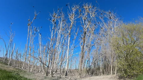 Comorant Breeding Colony on Dead Trees Stock Footage 132853615