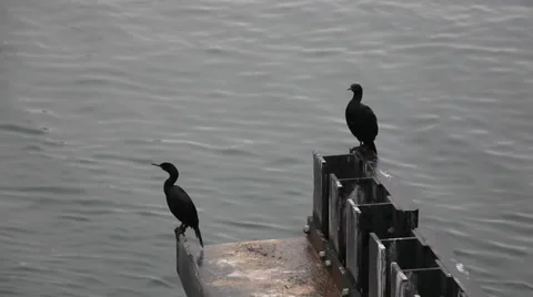 Comorants on dock 01 Stock-Footage 40194509