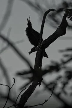 A comoron bird is perched on a tree branch Stock Photos