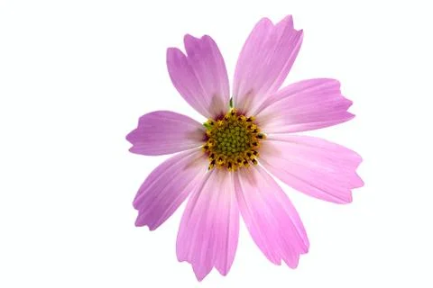 Comos flower isolated on white background Stock Photos