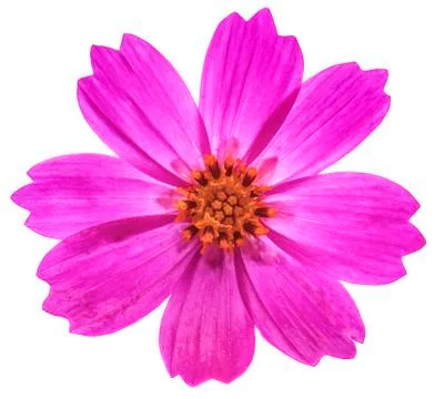 Comos flower isolated on white background Stock Photos