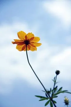 Comos spp flower Stock Photos