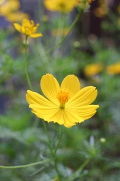 Comos spp. Foto stock