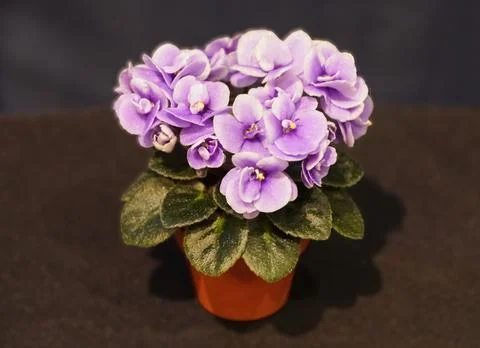 A compact African violet 'Windsome' with bright purple flowers and dark fuz.. Stock Photos