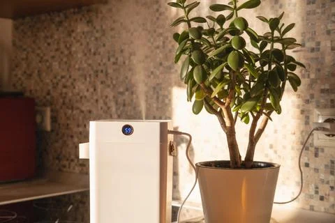 Compact air humidifier operating beside a healthy houseplant Stock Photos