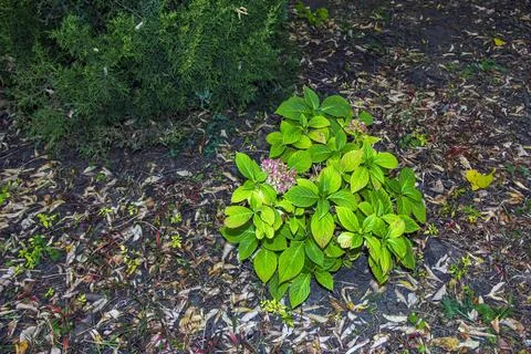 Compact Bigleaf Hydrangea Shrub with Yellow Green Autumn Foliage Stock Photos