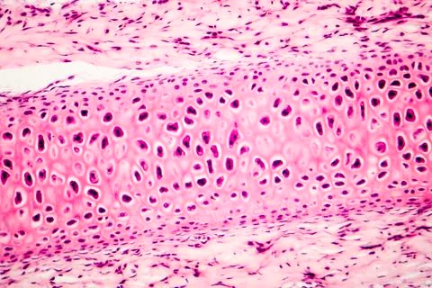 Compact bone micrograph Stock Photos