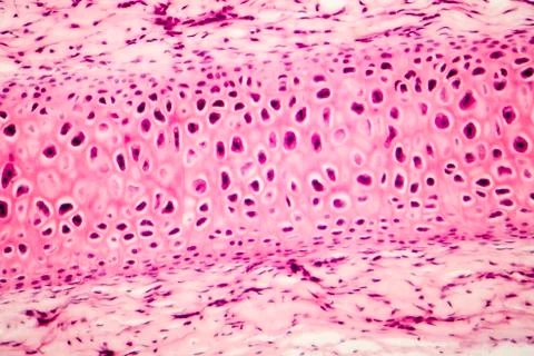 Compact bone micrograph Stock Photos