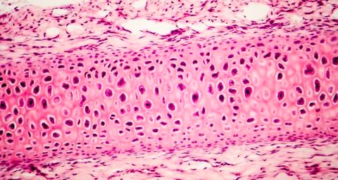 Compact bone micrograph Stock Photos
