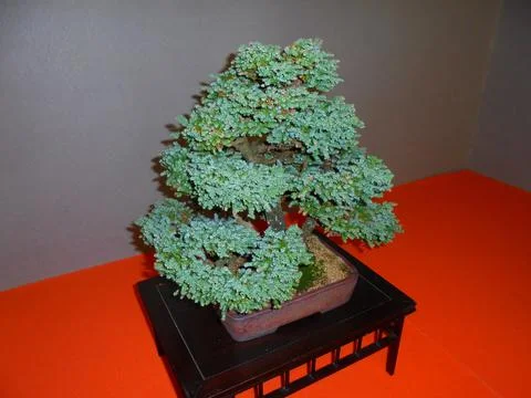 Compact coniferous bonsai tree with bluish needles and many branches Stock Photos