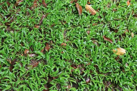 Compact Green Sward Uniform Surface. Stock Photos