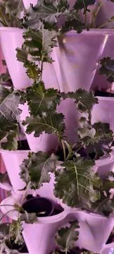 Compact hydroponic system Stock Photos