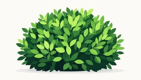Compact leafy shrub with overlapping foliage creating a full circular form .. 库存插图