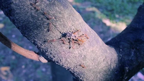 A compact line of red ants Stock Footage 157193563