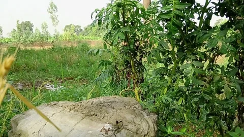 Compact Mud Mound Beside Green Rural Weeds 库存影片 335608091