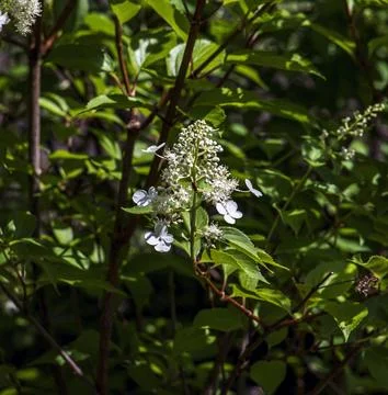 Compact Panicle Hydrangea Inflorescence with Green Leaves Stock Photos