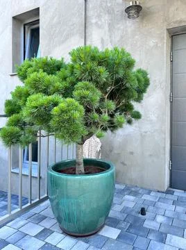 A compact pine tree grows in a glossy turquoise ceramic pot, placed on a modern Stock Photos