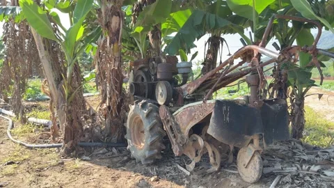 A compact walk behind tractor stands beside banana tree trunks inside a Stockbeeldmateriaal 333465452