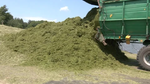 Compacting silo from fresh harvest chopped maize Stock Footage 328457848