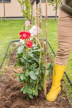 Compacting soil with a boot when planting a rose Stock Photos