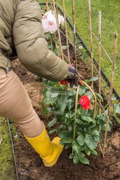 Compacting soil with a boot when planting a rose Stock Photos