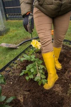 Compacting soil with a boot when planting a rose Foto stock