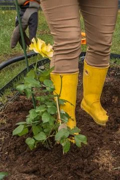 Compacting soil with a boot when planting a rose Stock Photos